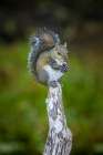 A gray squirrel eats something on top of a cypress knee. Art Print
